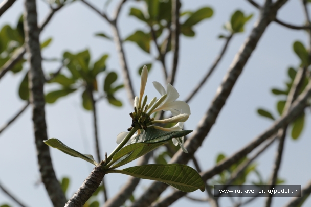 photo 732450
