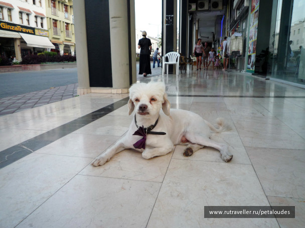 photo 158588