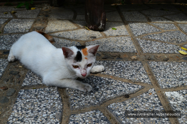 photo 329628