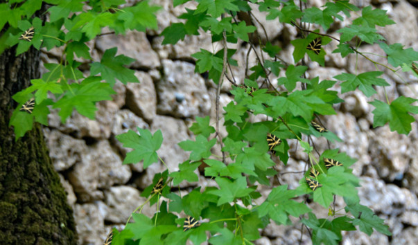 Petaloudes