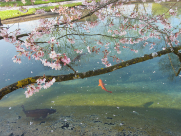 photo 696118
