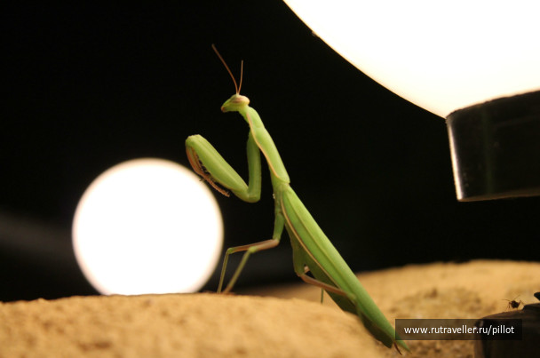 photo 209883