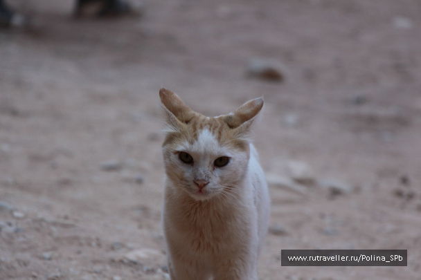 photo 238054