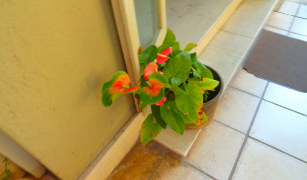 DSC05157_1