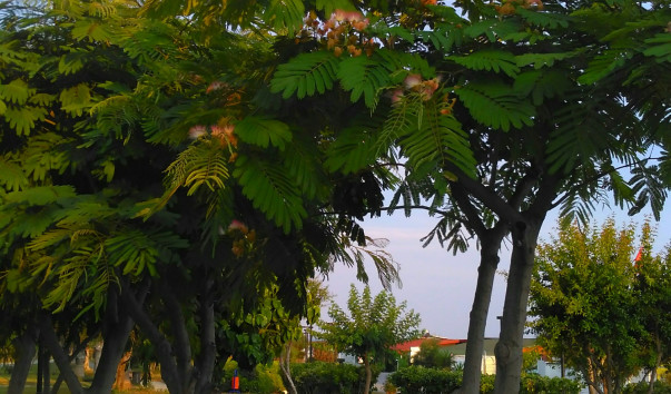 IMAG0686_1