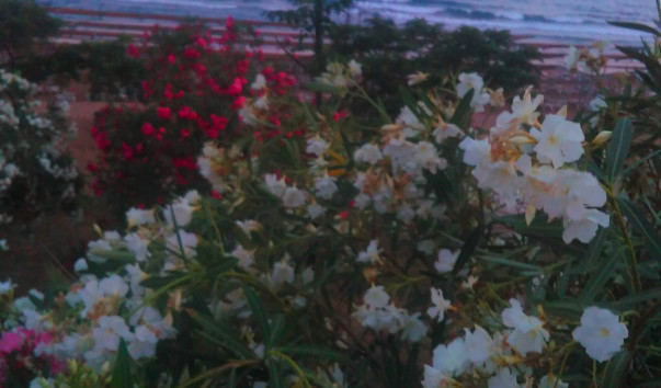 IMAG1095_1