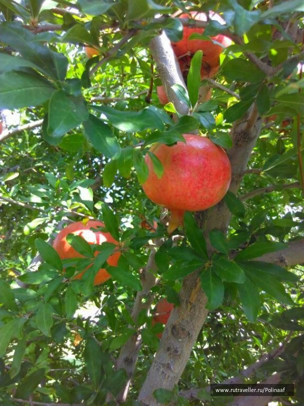 photo 1676987