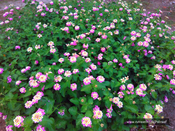 photo 1678883