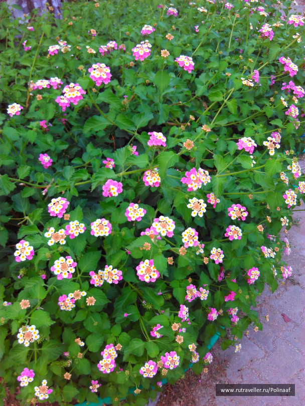 photo 1679214