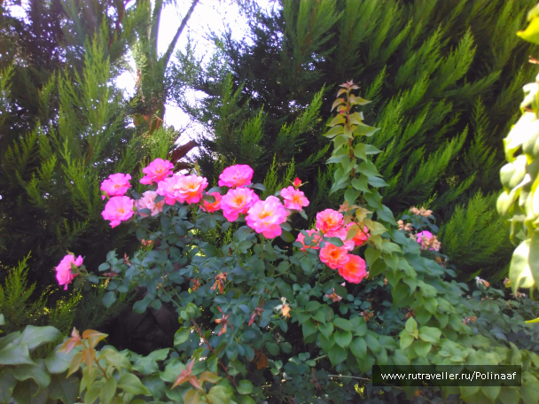 photo 1681694