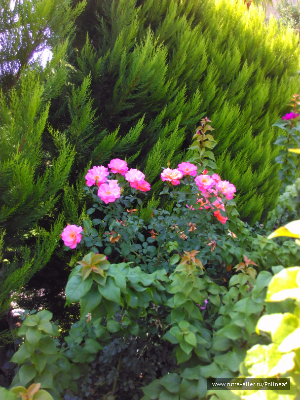 photo 1682611