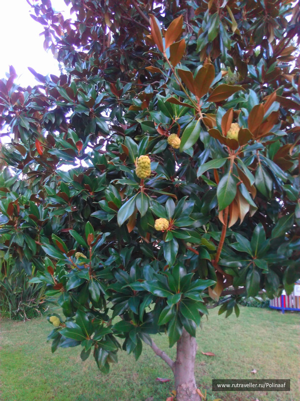 photo 1683487