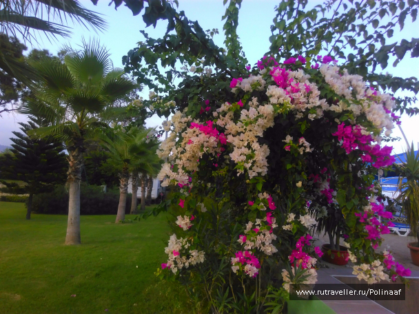 photo 1687581