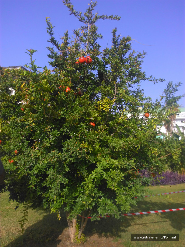 photo 1688461