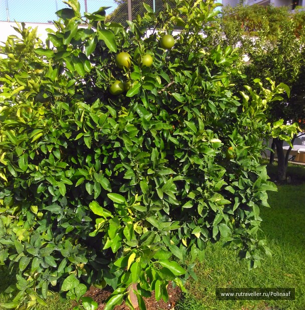 photo 1691796