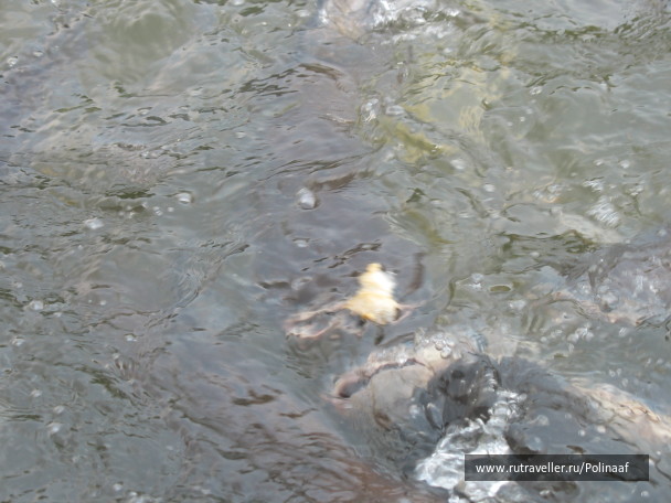photo 1746950