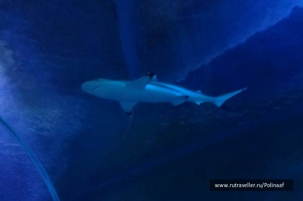 photo 1740818