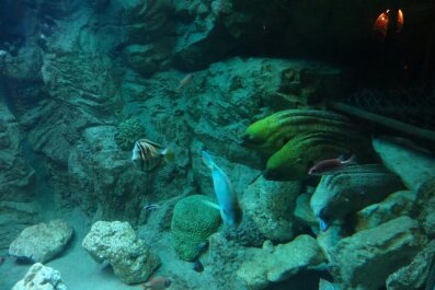 photo 1743567
