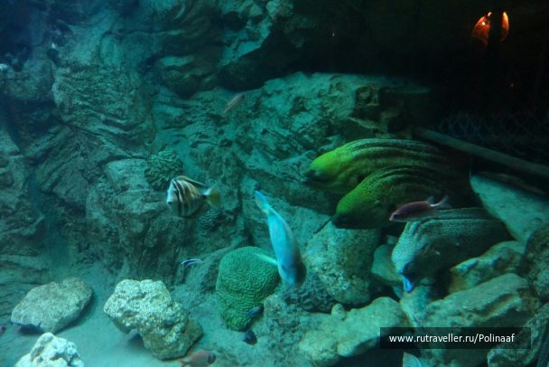 photo 1743567