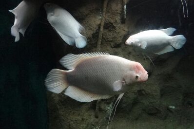 photo 1746953