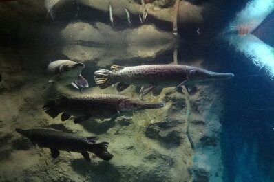 photo 1747121