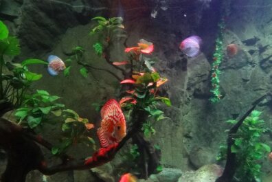 photo 1747571
