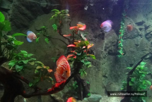 photo 1747571