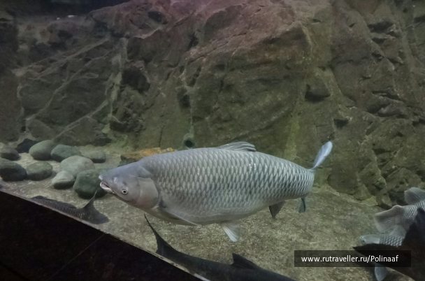 photo 1755487