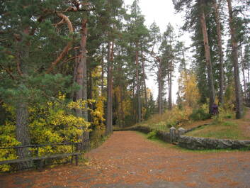 photo 1377254