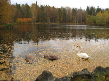 photo 1377262