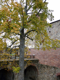 photo 1449767