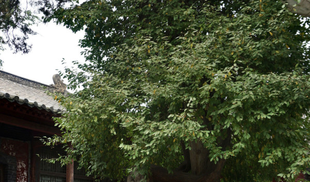 DSC06129