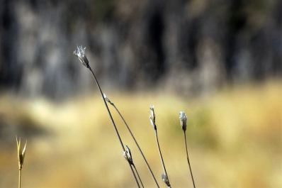 photo 2047572