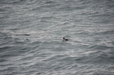 photo 1851758