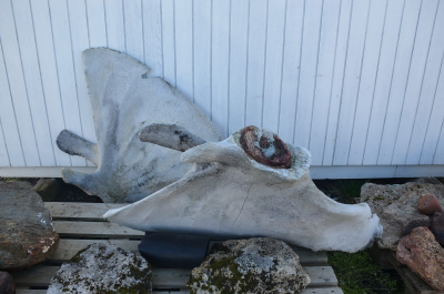 photo 1861775
