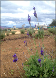 photo 1481173