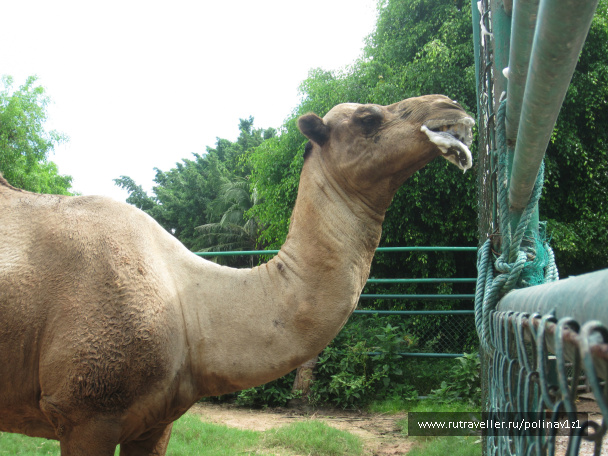 photo 215116