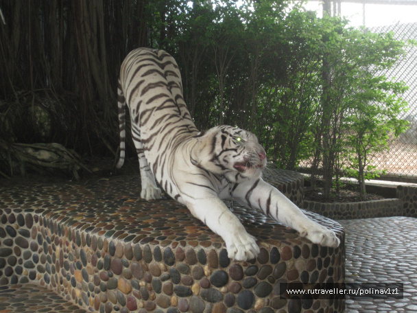 photo 215121