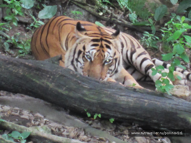 photo 215139