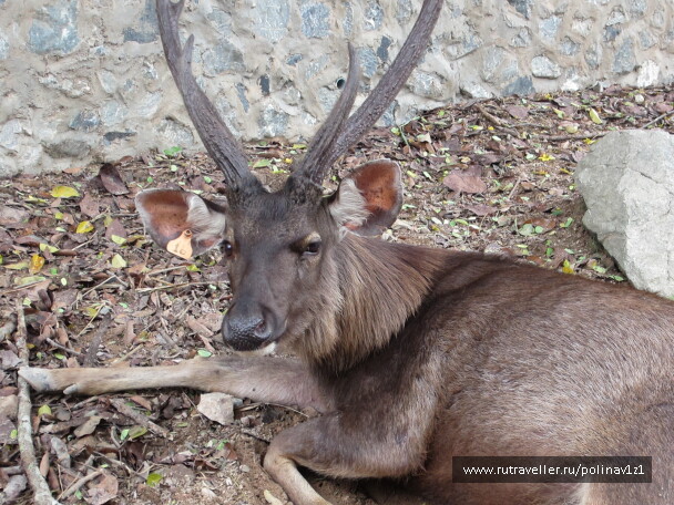 photo 215141
