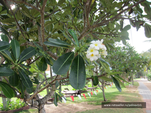 photo 215211