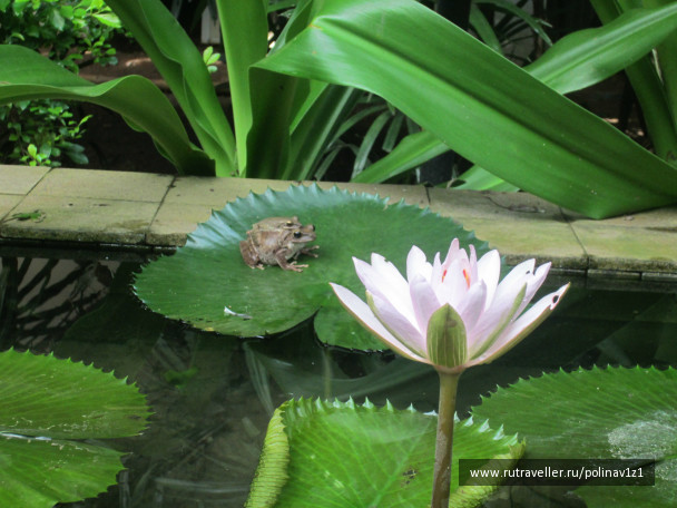 photo 224688