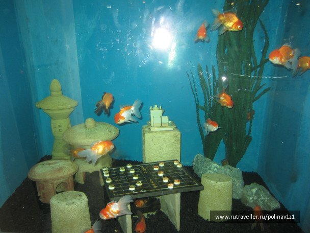 photo 224717