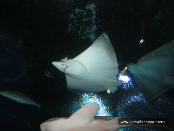 photo 224718