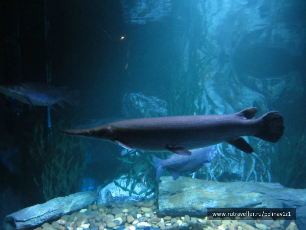 photo 224720