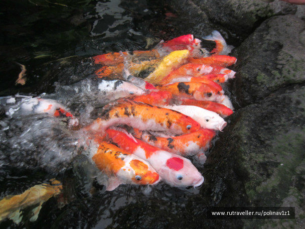 photo 224721
