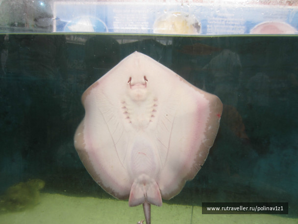 photo 224722