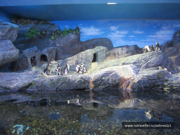 photo 215171