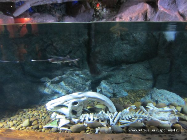 photo 215176