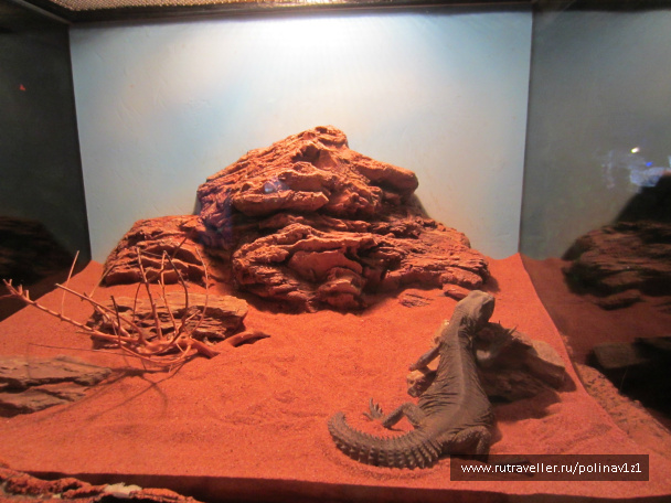 photo 215178